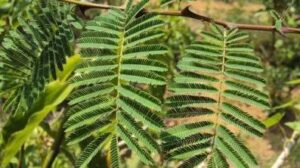 12 राशि नाम के पहले अक्षर के अनुसार भाग्यशाली पेड़ पौधे lucky plants as per zodiac sign