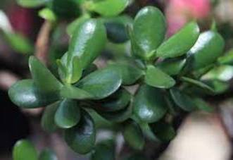 5 पौधे देंगे सकारात्मकता,धन और समृद्धि plants for wealth, positivity and prosperity 1 5 पौधे देंगे सकारात्मकता,धन और समृद्धि plants for wealth, positivity and prosperity