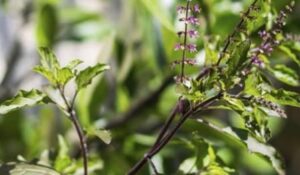 तुलसी माता की आरती: Tulsi Mata ki Aarti in Hindi & English 1 तुलसी माता की आरती Tulsi Mata ki Aarti in Hindi & English