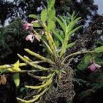 जीवन में सुख समृद्धि के लिए करें बंदा का उपयोग,तंत्र शास्त्र