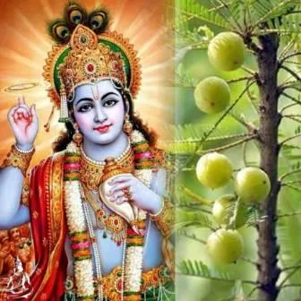 Amalaki Ekadashi 2024: कब है आंवला एकादशी ?- 20 मार्च या 21 मार्च को ? जानिए शुभ मुहूर्त ,शुभ योग और उपाय 18 Amalaki Ekadashi 2024 कब है आंवला एकादशी