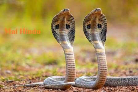 इच्छाधारी नाग नागिन की क्या है सच्चाई? 5 बड़ी सच्चाइयाँ यहाँ पढ़ें 9 इच्छाधारी नाग नागिन की कथा और रहस्य से जुड़ा चित्र